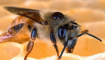  простыми глазами пчёлы рассматривают предметы вблизи; но во время полётов они ориентируются при помощи сложных глаз.