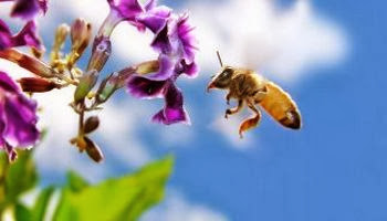 пчёлы обладают врождённым предпочтением к фиолетовым и сине-зелёным цветам.