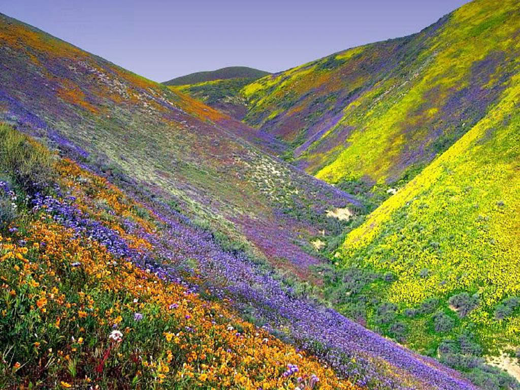великолепие цвета в национальном парке долина цветов