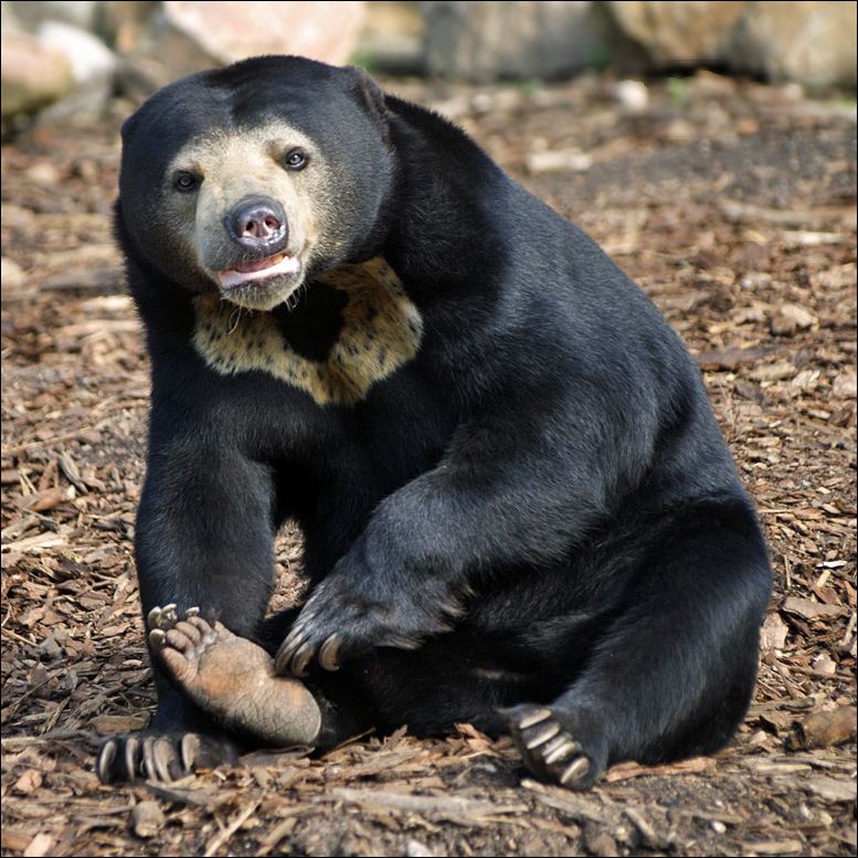 Малайский медведь, или бируанг (Helarctos malayanus)