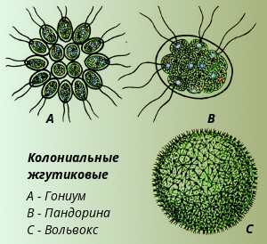 доклад про водоросль вольвокс виды