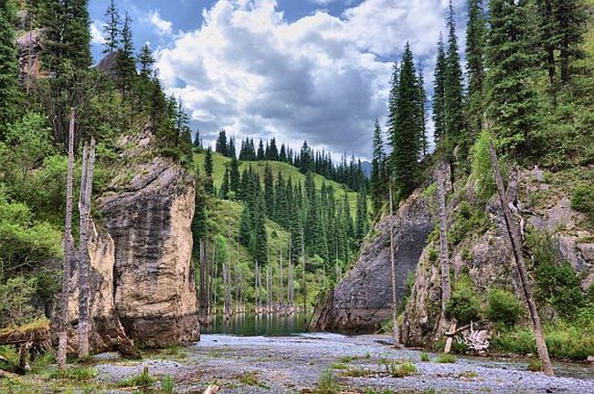 Затопленный лес в Казахстане на озере Каинды