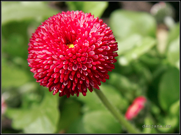 Фотография цветка маргаритки крупно, описание растения, биологические особенности, происхождение названия, использование в цветоводстве.
