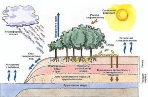 Круговорот веществ в биосфере