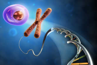 ДНК, яйцеклетка и хромосомы