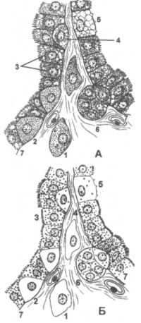 Фолликулярные и парафолликулярные клетки в щитовидной железе
