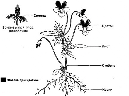 ОРГАНЫ РАСТЕНИЙ