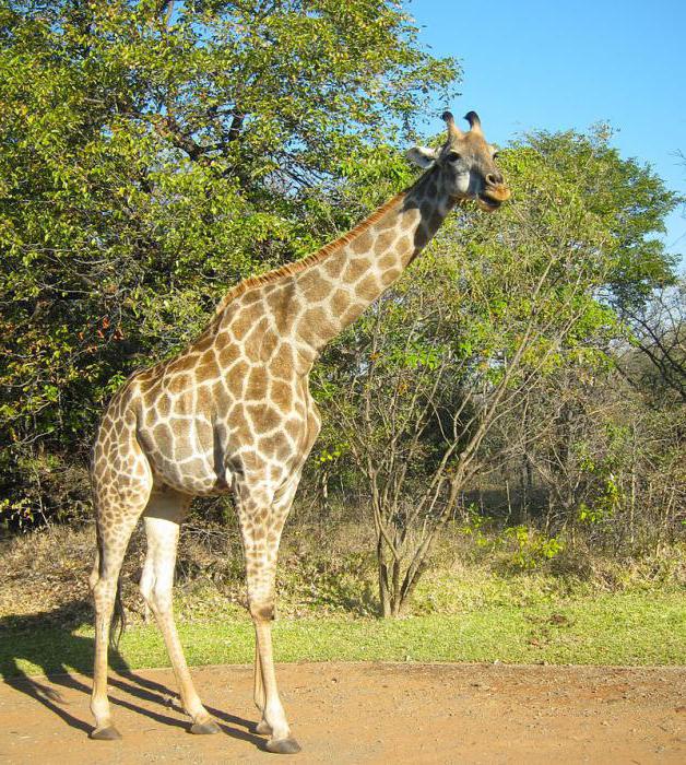 интересные факты про жирафах для ребенка