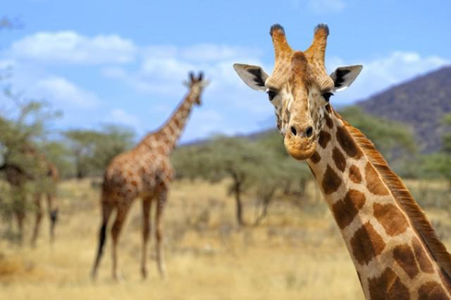 интересные факты о жирафах