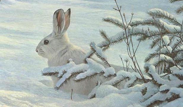 как животные готовятся к зиме картинки