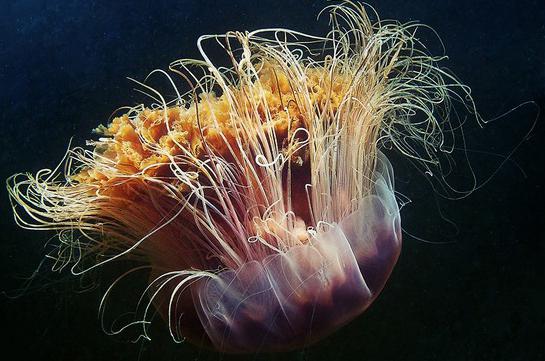 медуза арктическая цианея