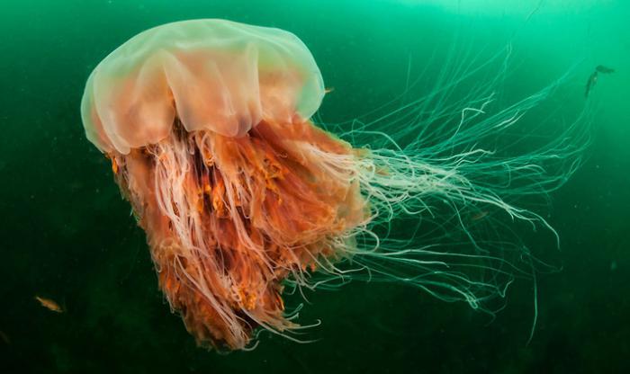 гигантская медуза цианея