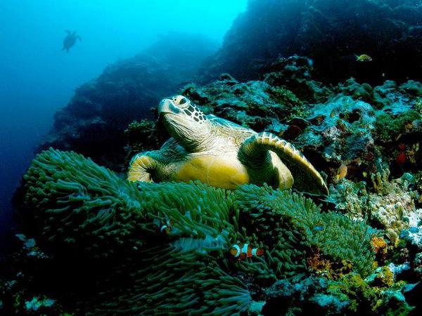 зеленая морская черепаха