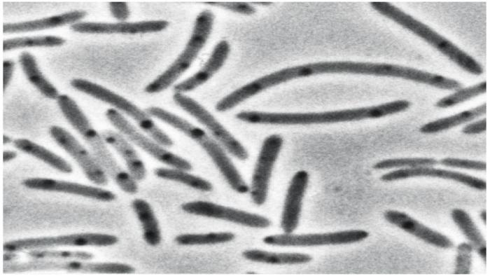 цианобактерия основные части
