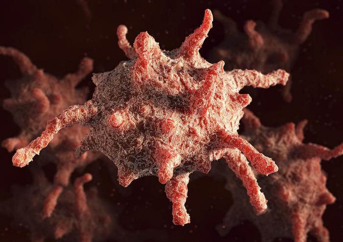 строение лейкоцитов и тромбоцитов 