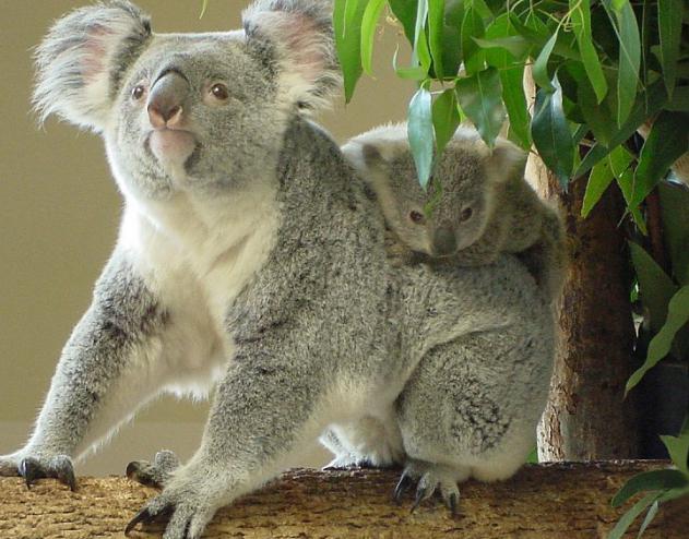 где живет коала в какой стране