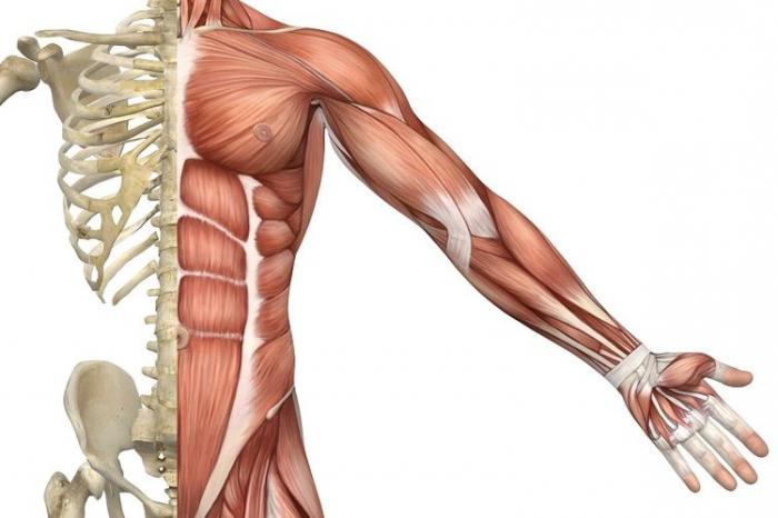 функции скелетных мышц