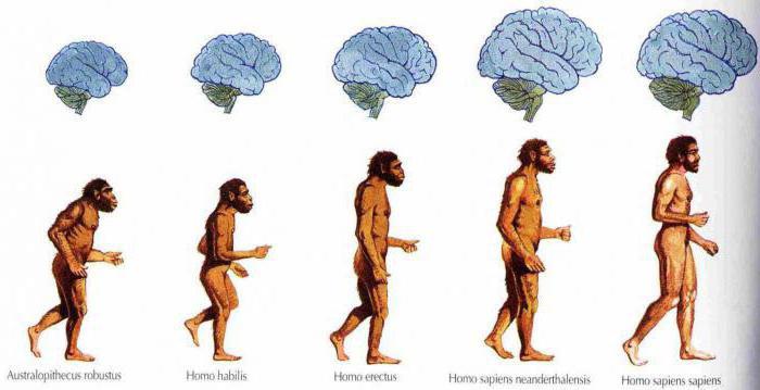 черты сходства человека и человекообразных обезьян