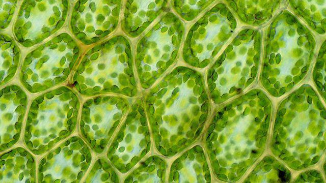 различия растительной и животной клетки