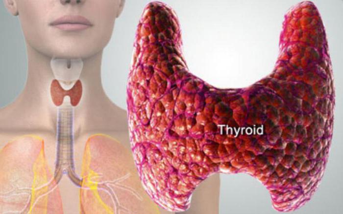 гистология щитовидная железа