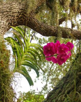 Орхидея - яркий представитель эпифитов