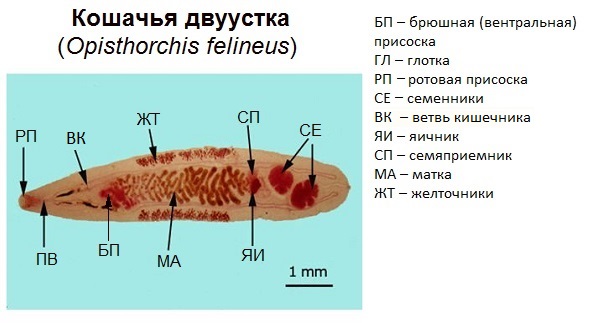 Строение кошачьей вдуустки