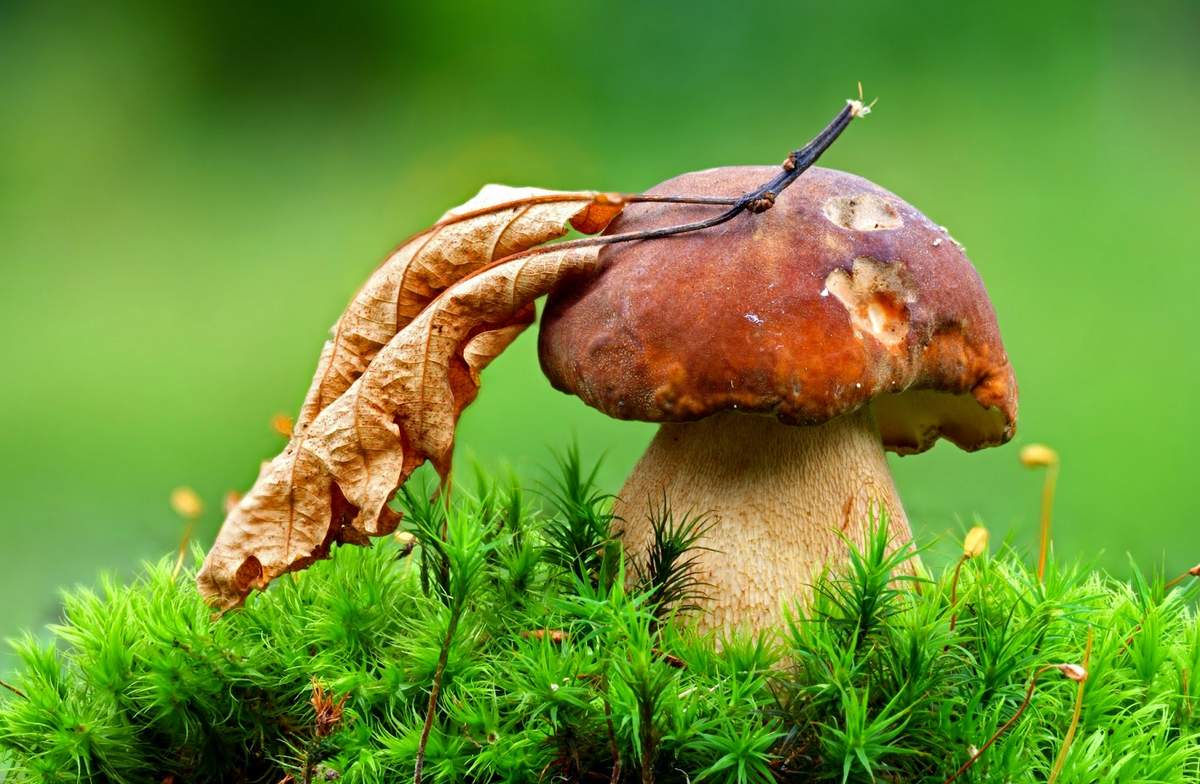 Среди грибов могут встречаться как особи мужского пола, так и женского.