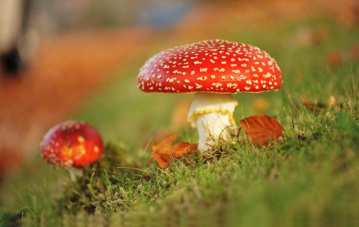 Ядовитые свойства грибов известны многим не по наслышке.