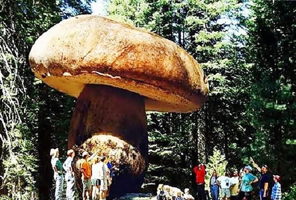 Самое большое существо на Земле - это гриб.