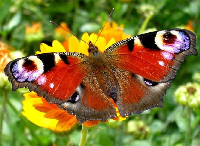 красотка бабочка