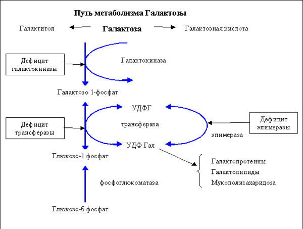 схема метаболизма галактозы