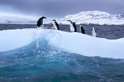 Пингвины 1254.jpg