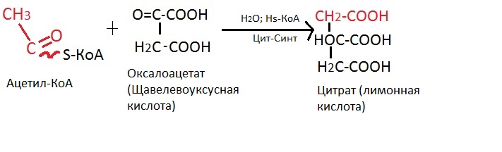 Цикл Кребса схема