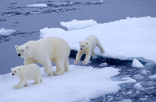численность белых медведей в Арктике