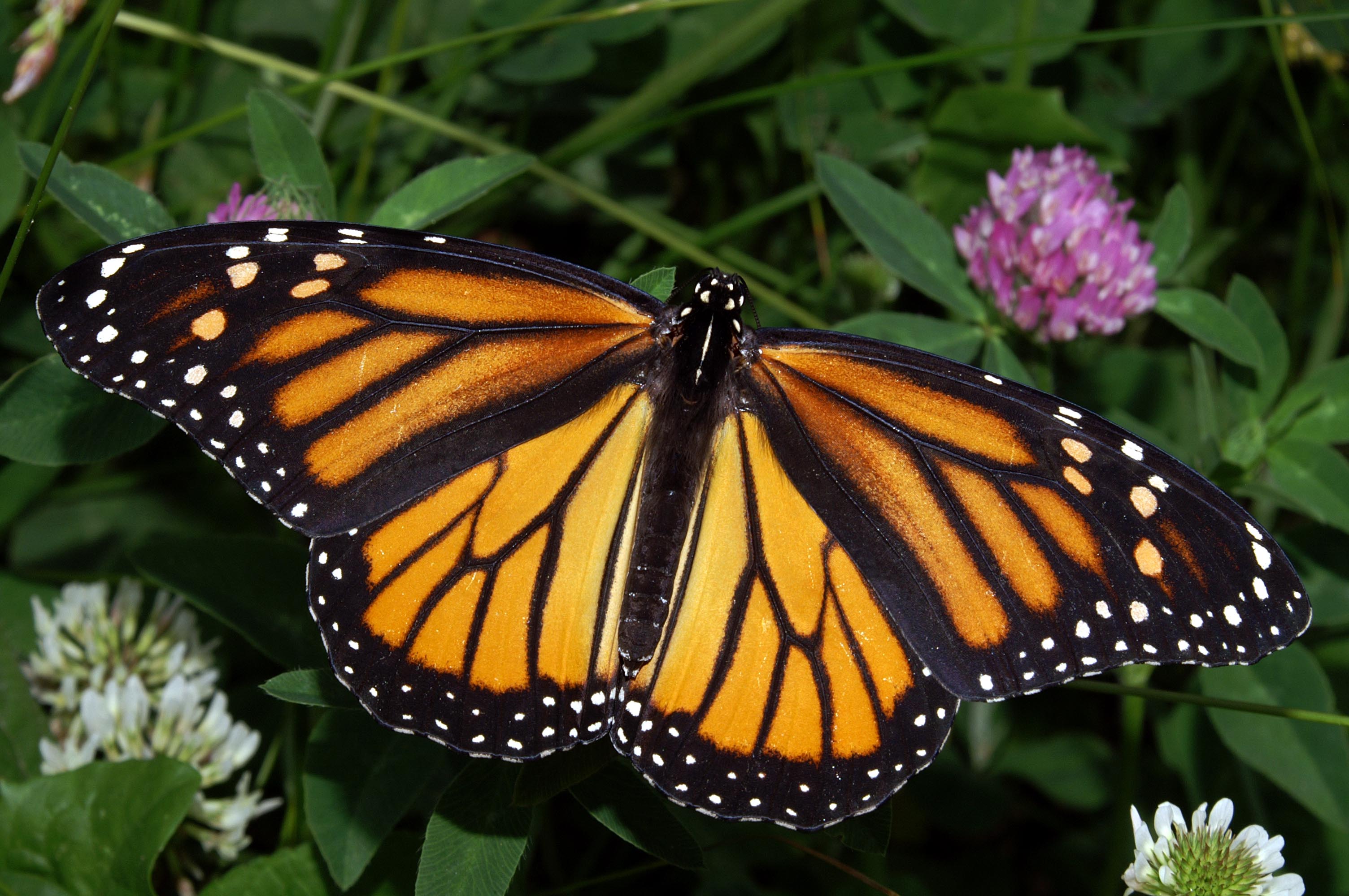 
	Бабочка-монарх / ©Flickr