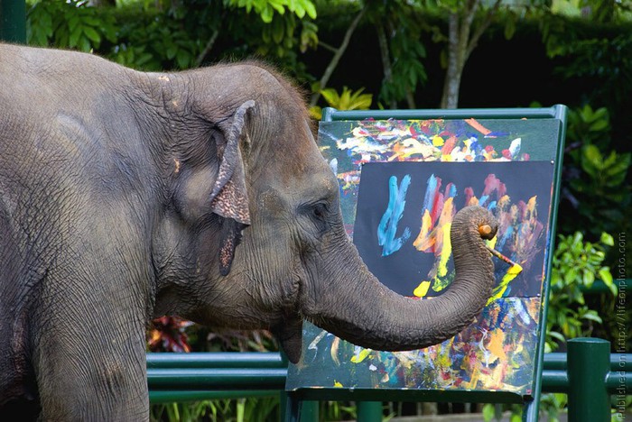 
	Всем известны способности слонов к рисованию / ©Flickr