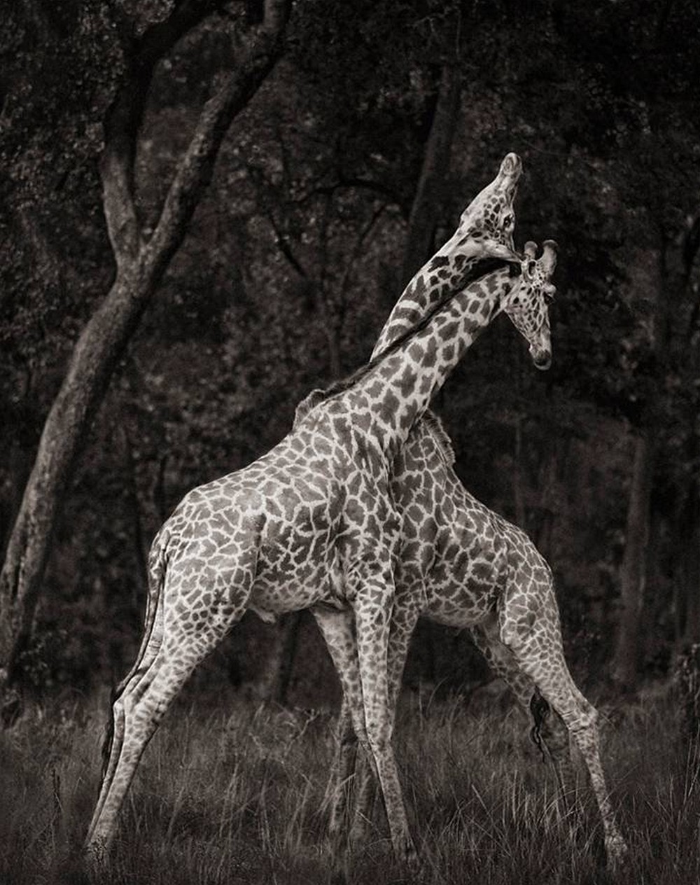 
	Жирафы дерутся шеями / ©Flickr