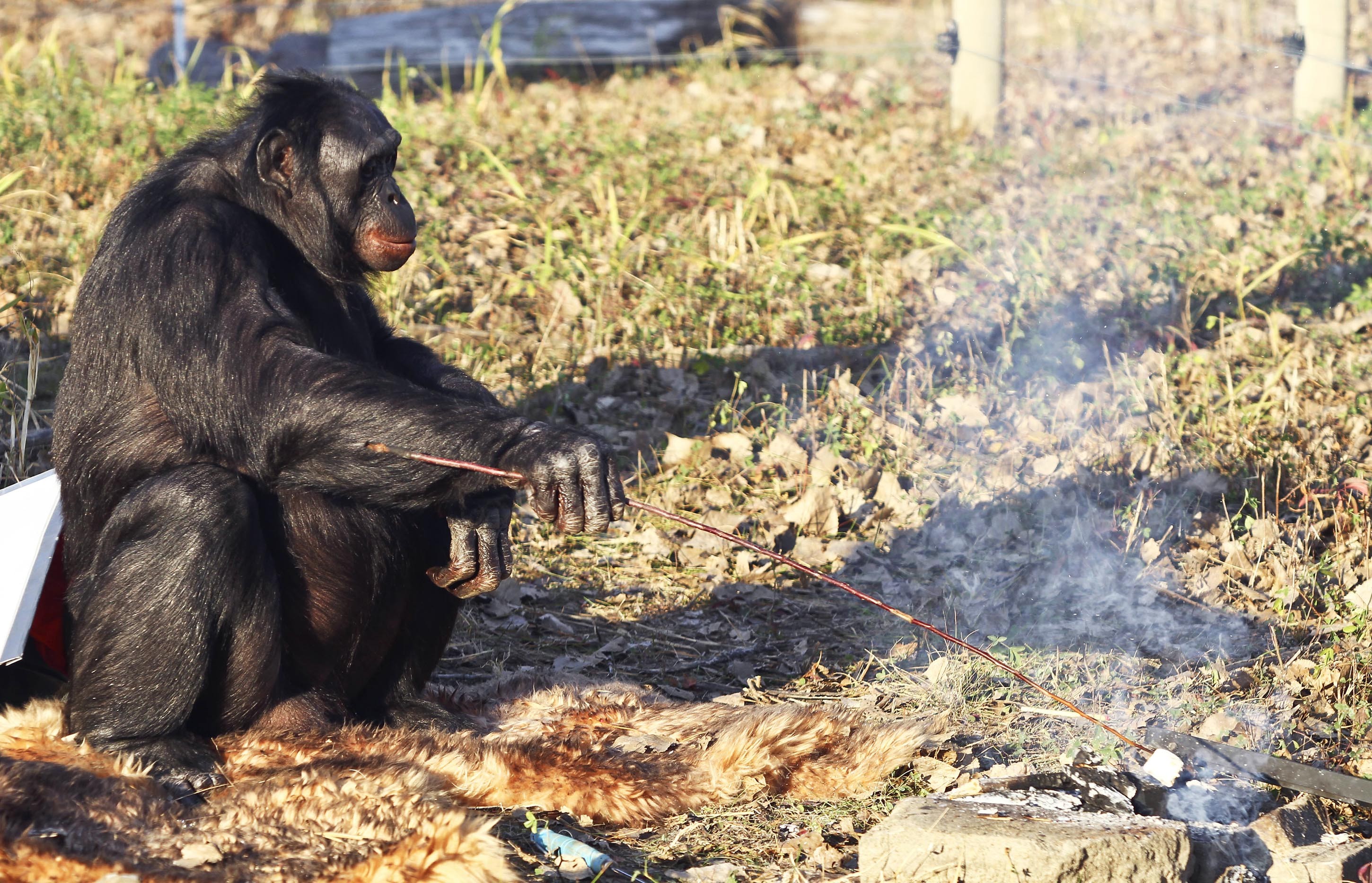 
	Шимпанзе / ©Flickr