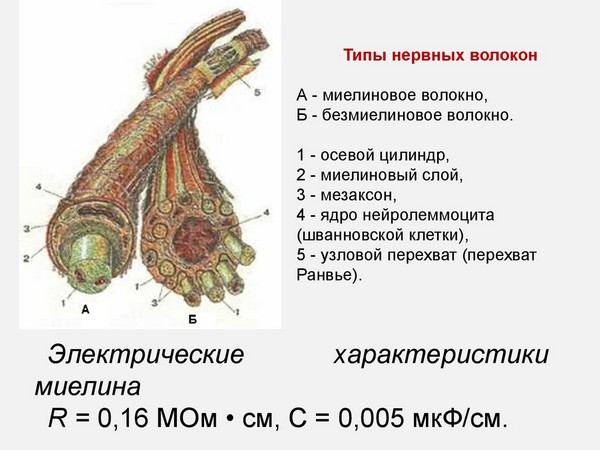 типы нервных волокон