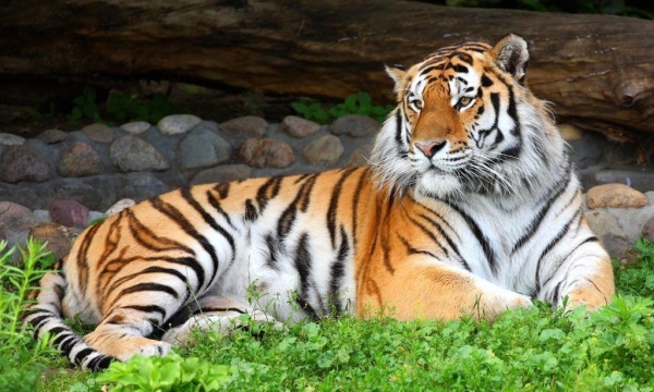 амурский уссурийский тигр