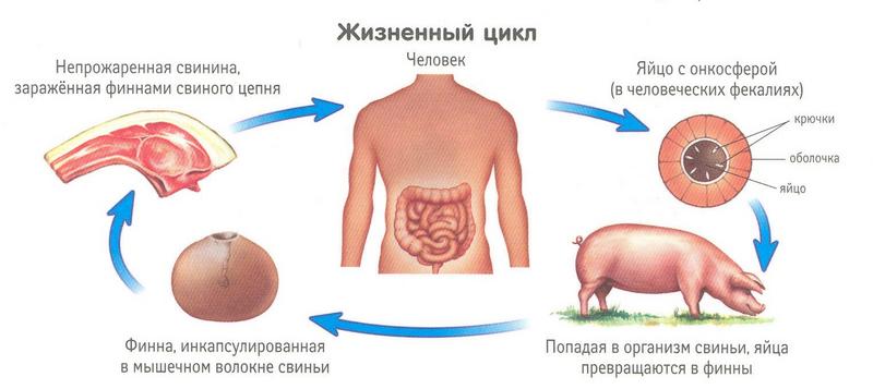 Цикл развития свиного цепня кратко