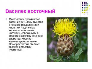 Василек восточный Многолетнее травянистое растение 80-120 см высотой с перисто-р