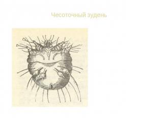 Чесоточный зудень Зудень поселяется на человеке, пробуравливая наружный слой кож