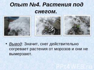 Опыт №4. Растения под снегом. Вывод: Значит, снег действительно согревает растен