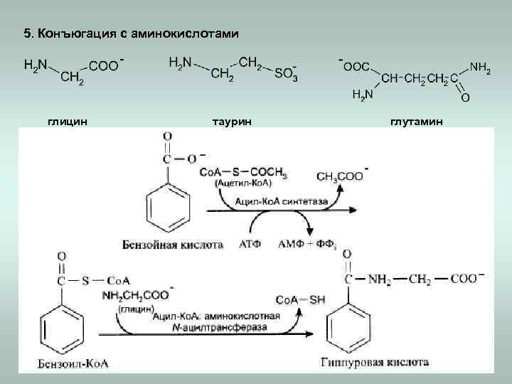 5. Конъюгация с аминокислотами глицин таурин глутамин 