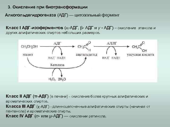 3. Окисление при биотрансформации Алкогольдегидрогеназа (АДГ) — цитозольный фермент Класс I АДГ-изоферментов ( -АДГ,