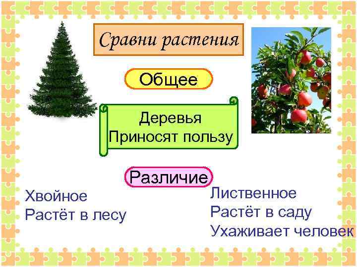 Сравни растения Общее Деревья Приносят пользу Хвойное Растёт в лесу Различие Лиственное Растёт в