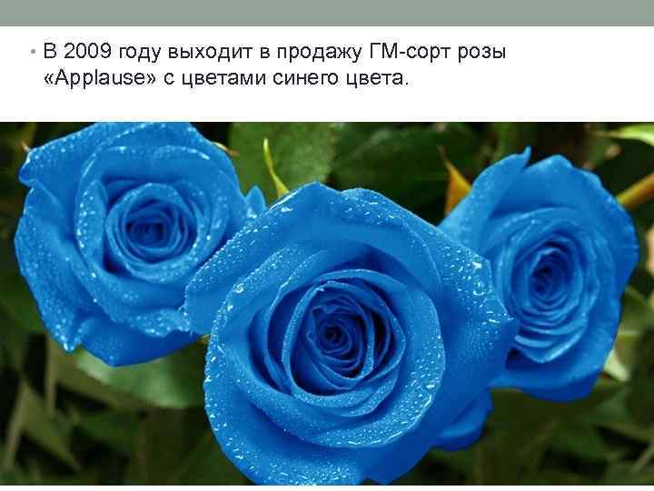  • В 2009 году выходит в продажу ГМ-сорт розы «Applause» с цветами синего