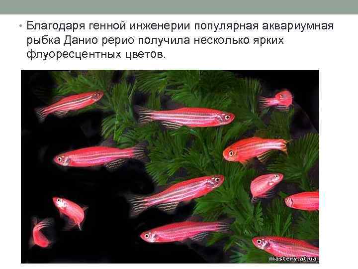  • Благодаря генной инженерии популярная аквариумная рыбка Данио рерио получила несколько ярких флуоресцентных