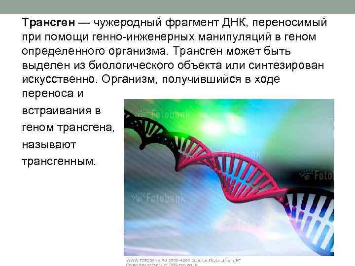 Трансген — чужеродный фрагмент ДНК, переносимый при помощи генно-инженерных манипуляций в геном определенного организма.